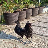 مرغ و خروس سبرایت
