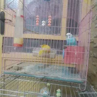 مرغ عشق ویه جفت عروس هلندی مولد|پرنده|نورآباد, |دیوار