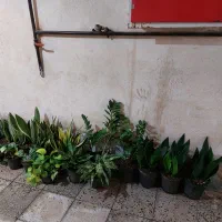 فروش ویژه گل طبیعی بمناسبت یلدا|گل و گیاه طبیعی|اسلامشهر, مطهری|دیوار