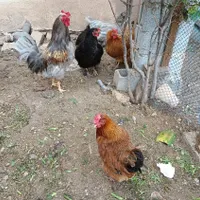 اجباری|حیوانات مزرعه|رودهن, |دیوار