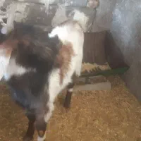 نری|حیوانات مزرعه|کرمان, |دیوار