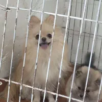 پامرپامرانین ماده