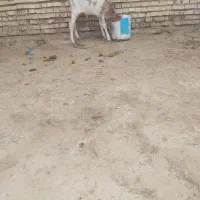 گاو|حیوانات مزرعه|خرمشهر, |دیوار