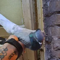 کبوتر دم سفید ۵ عدد|پرنده|اهواز, منبع اب|دیوار