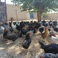 سلام تعدادی مرغ محلی بالغ نه ماهه تخم گذار فروشی