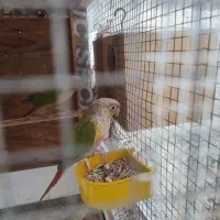 طوطی گرینچیک قیمت ۷۰۰۰۰۰۰