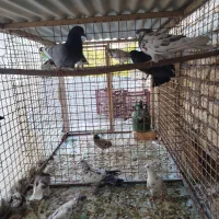 کبوتر پرشی|پرنده|خوانسار, |دیوار