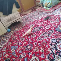 فرش عروس هلندی و قفس|فرش|زابل, |دیوار