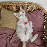 واگذاری گربه ی نر دو ماهه