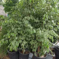 فروش گل های آپارتمانی