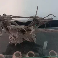 آکواریوم و میز|ماهی|پردیس, فاز ۲|دیوار