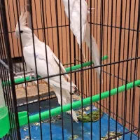 عروس هلندی البینو و لوتینو