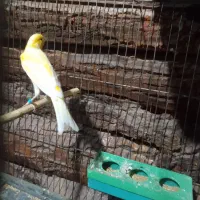 قناری نر بخان رو به مستی