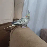 عروس هلندی نر