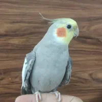 عروس و کوتوله