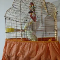 عروس هلندی جوجه|پرنده|قم, ولیعصر|دیوار