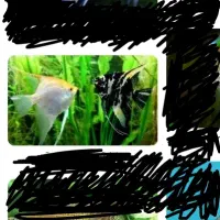 فروش یک جفت ماهی انجل