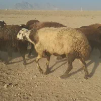 فروش قوچ پلنگی