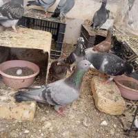 ۴جفت المانی پلاکی