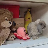 واگذاری خرگوش لوپ