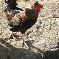 خروس