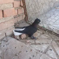 کفتر