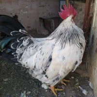 خروس