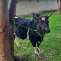 گاو چالوسی آث|حیوانات مزرعه|گوراب زرمیخ, |دیوار