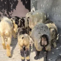 فروش میش با بره