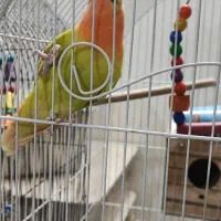 طوطی برزیلی