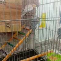 یک جفت عروس هلندی بالغ نرماده همراه باقفس تجهیزات