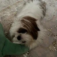 شیتزو فلت دختر۷ماه