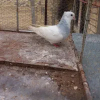 کفتر طوق آبی