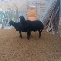 قوچ قره قزل اصل موفر|حیوانات مزرعه|خرمدره, |دیوار