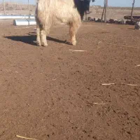 دوعددچاتمه