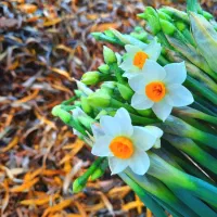 فروش-باغشهرفاز2سیاخ