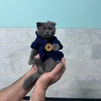 گربه اسکایتیش ۴ ماهه