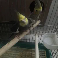 طوطی عروس نروماده|پرنده|الوند, |دیوار