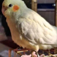 عروس هلندی ماده لوتینو|پرنده|تهران, شهرک نفت|دیوار