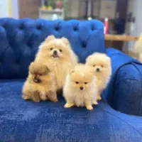 هلندی فرانسوی ایتالیایی فقط تماس|سگ|صدرا-فارس, فاز ۱|دیوار