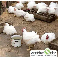 فروش مرغ خونگی  سالم و بهداشتی صد در صد ارگانیک