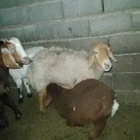 سه تا کاور فروشی|حیوانات مزرعه|گناباد, |دیوار