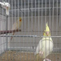 فروش کوتوله و عروس هلندی