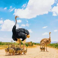 مشاوره در مورد پرورش شتر مرغ