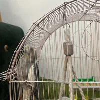 پرنده|پرنده|تهران, جمهوری|دیوار