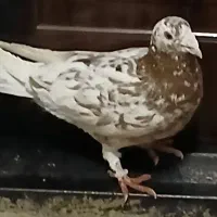 کفتر دوبر مسابقی