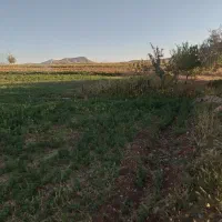 درخواست گوسفند تراز واسه چراگاه وسیع و پربرکت