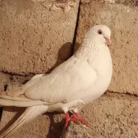 کبوتر تک|پرنده|سیلوانه, |دیوار