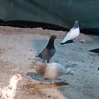 گمشده کفتر کسی گرفته خریدارم