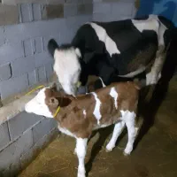 گاو سمینتال باگوساله ۱۲روزه